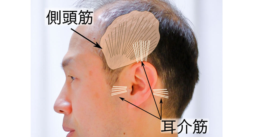 側頭筋・耳介筋をゆるめる