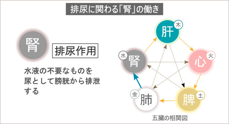 夜間頻尿の改善に効果的な足ツボと反射区の刺激方法