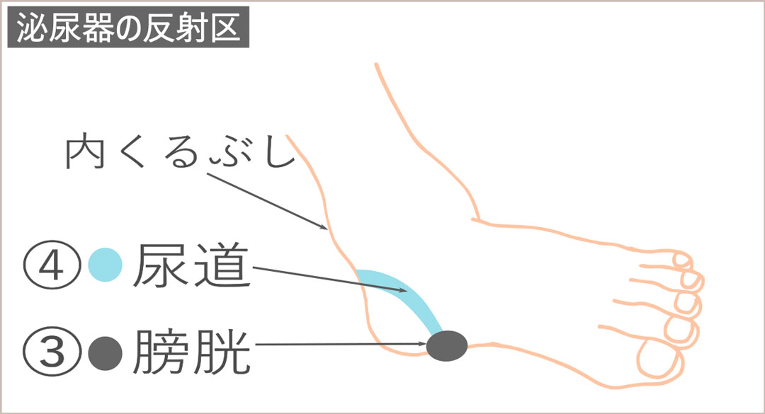 膀胱から尿道の反射区の説明