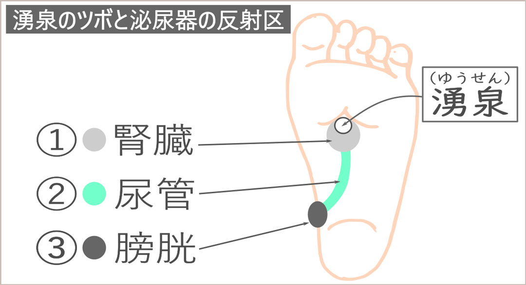 足ツボの湧泉と足の反射区のイラスト