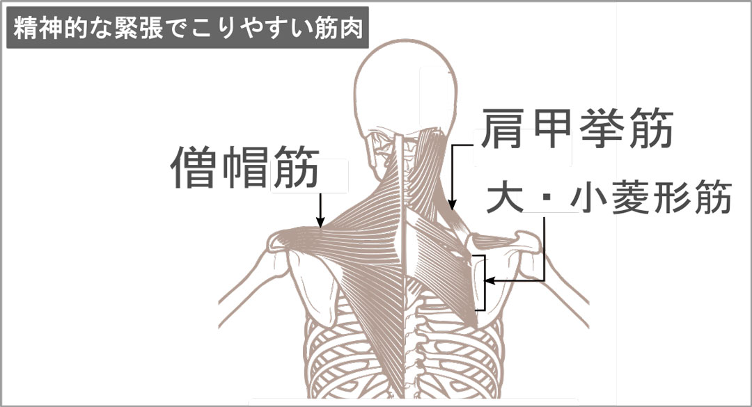 僧帽筋、肩甲挙筋、大・小菱形筋