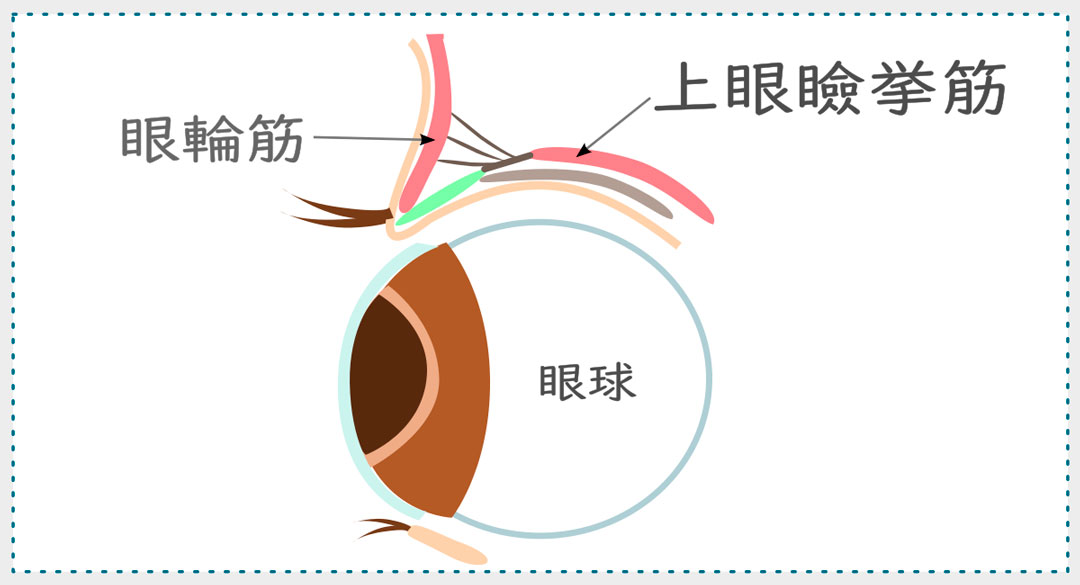 上眼瞼挙筋の構造