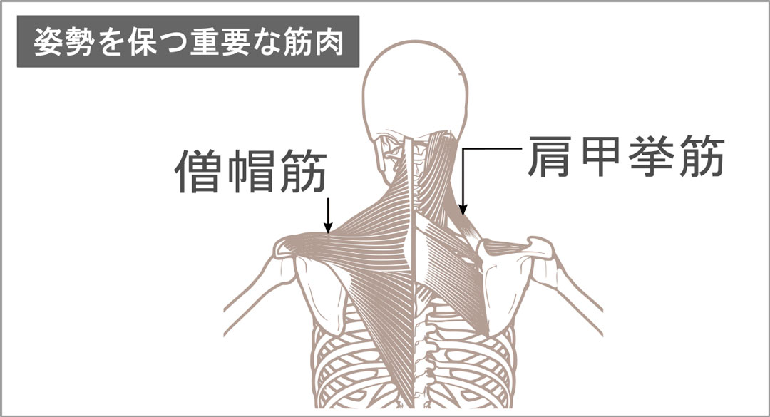 僧帽筋の位置