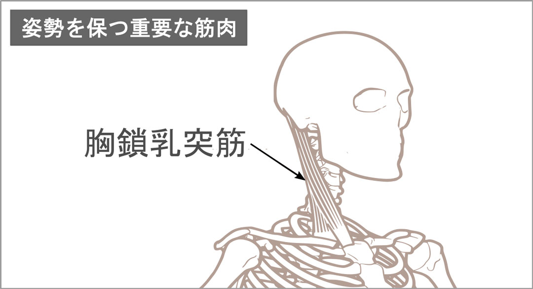 胸鎖乳突筋の位置