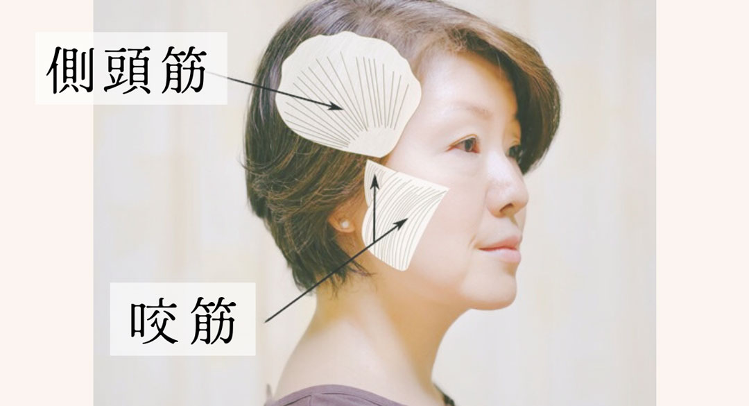 側頭筋と咬筋の位置