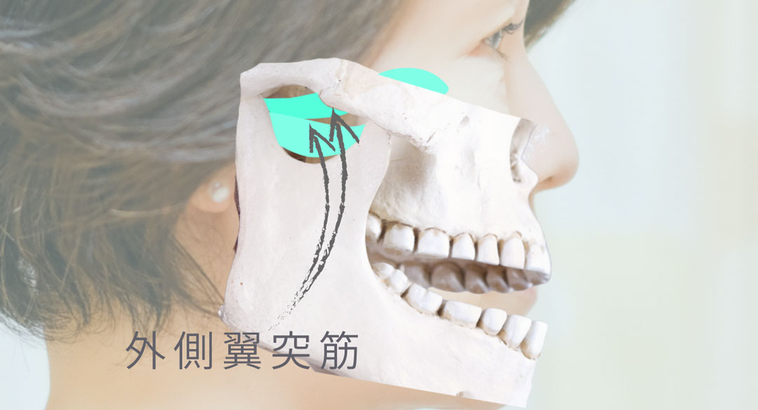 外側翼突筋の場所