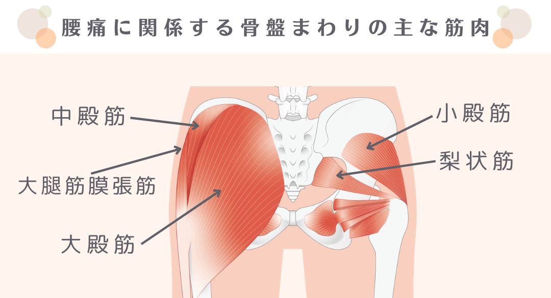 骨盤まわりの主な筋肉