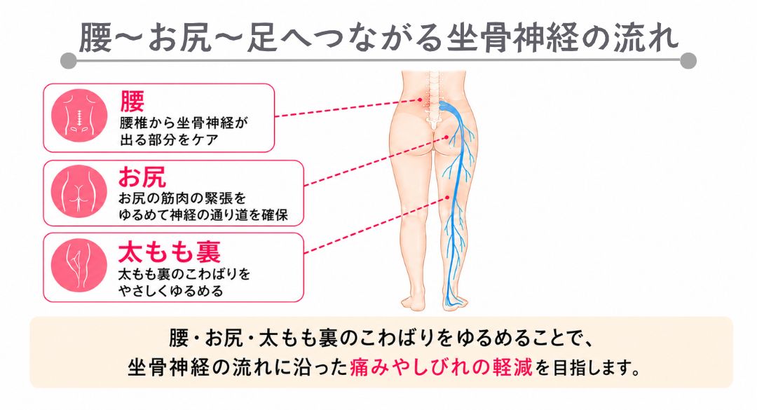 坐骨神経の通り道