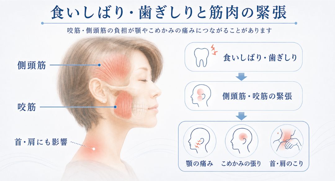 食いしばり・歯ぎしりの筋肉