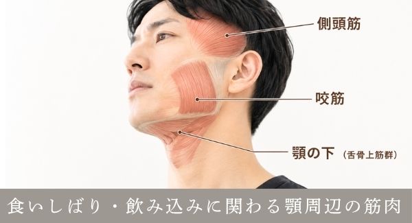 飲みこみに関する筋肉